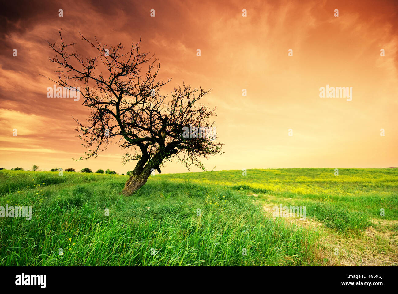 Spring forest lonely tree hi-res stock photography and images - Alamy