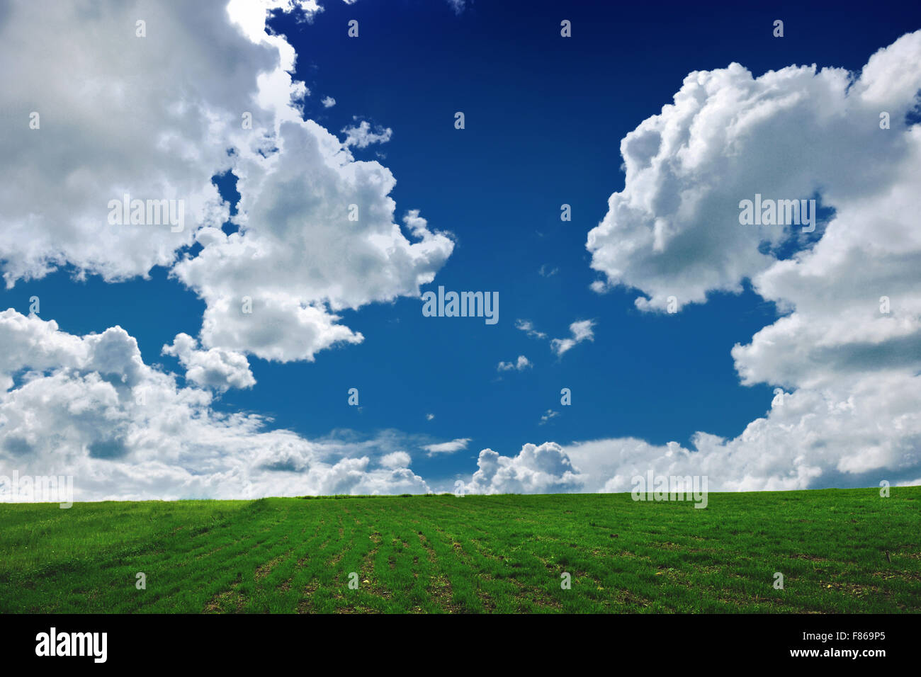 nature background with field of green grass and perfect blue sky with ...