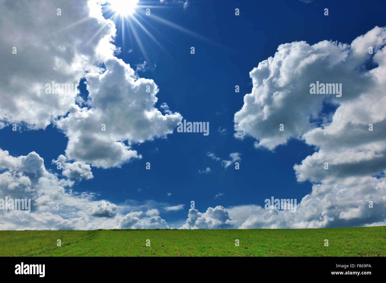 nature background with field of green grass and perfect blue sky with ...