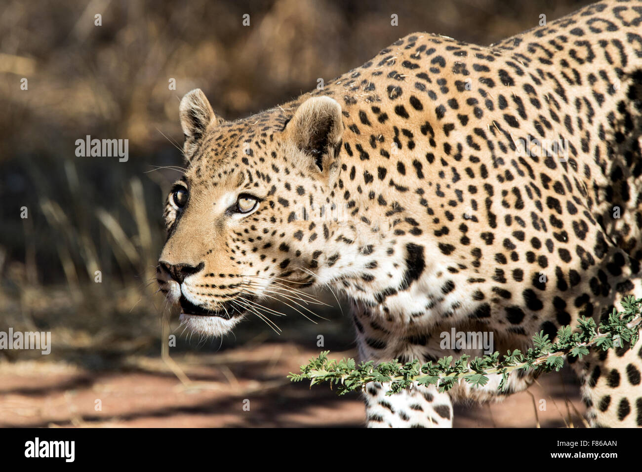 Leopard (Panthera pardus) [CAPTIVE] - Africat Sanctuary - Okonjima ...