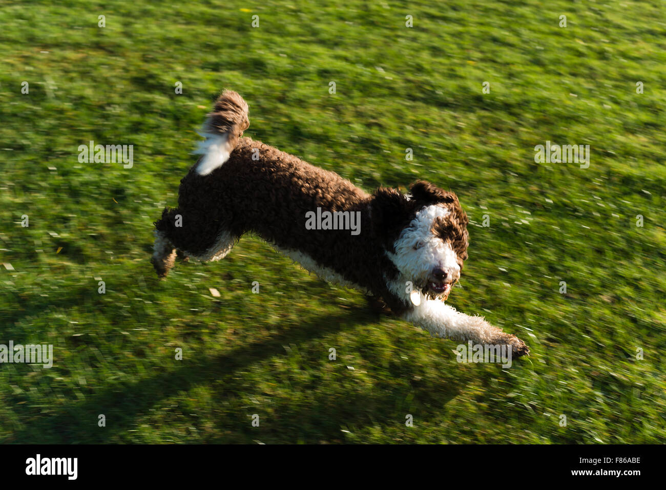 Spanish water dog playing and running Stock Photo