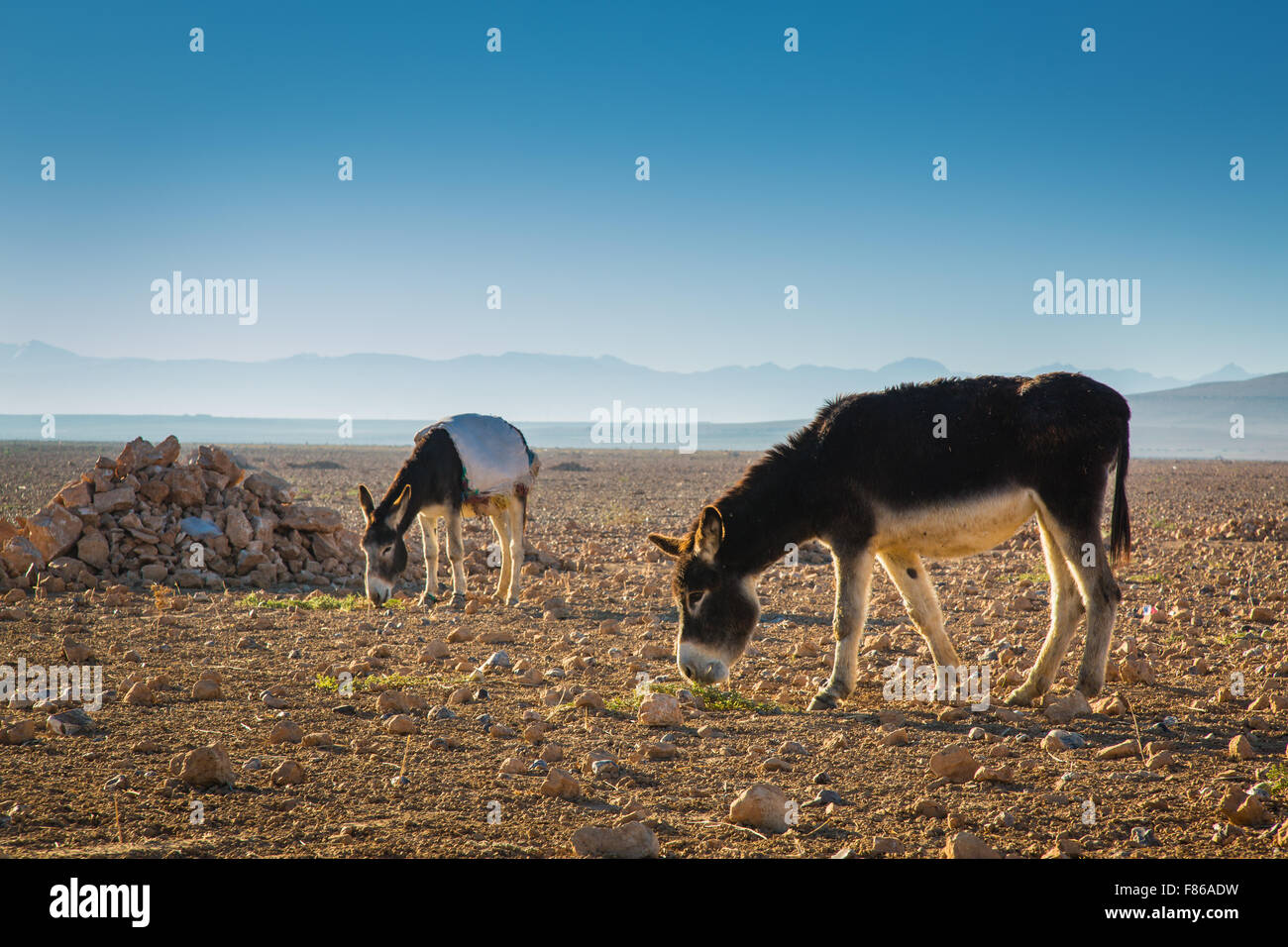 Donkeys along the road from the coast to Marrakech, Morocco. Stock Photo