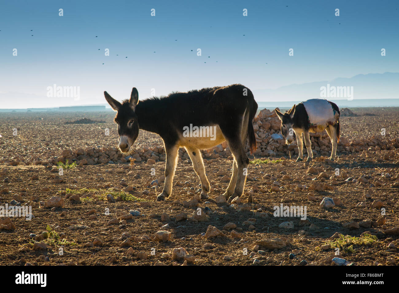 Donkeys along the road from the coast to Marrakech, Morocco. Stock Photo