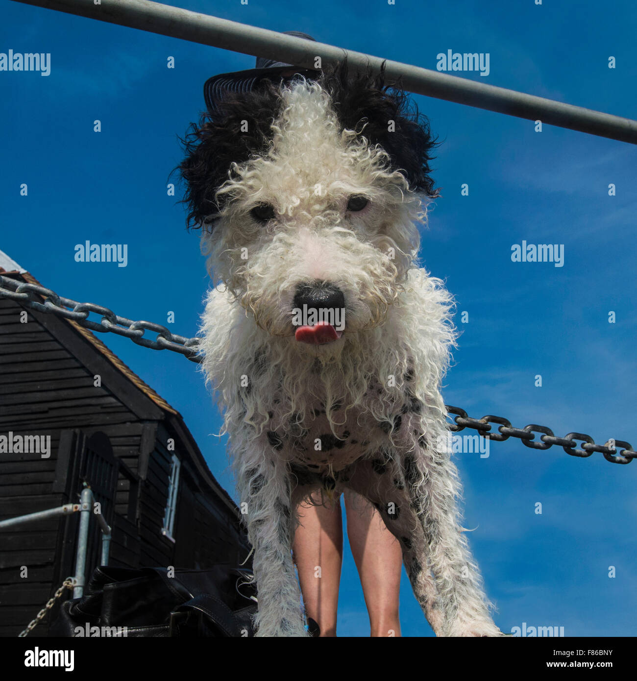 Pretty lady dog hi-res stock photography and images - Alamy