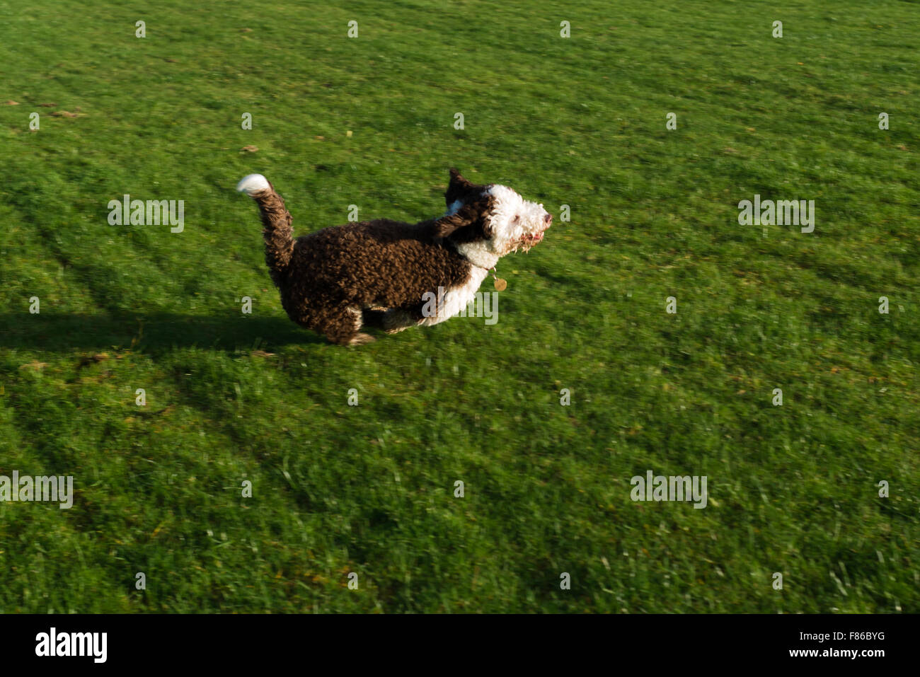 Spanish water dog playing and running Stock Photo