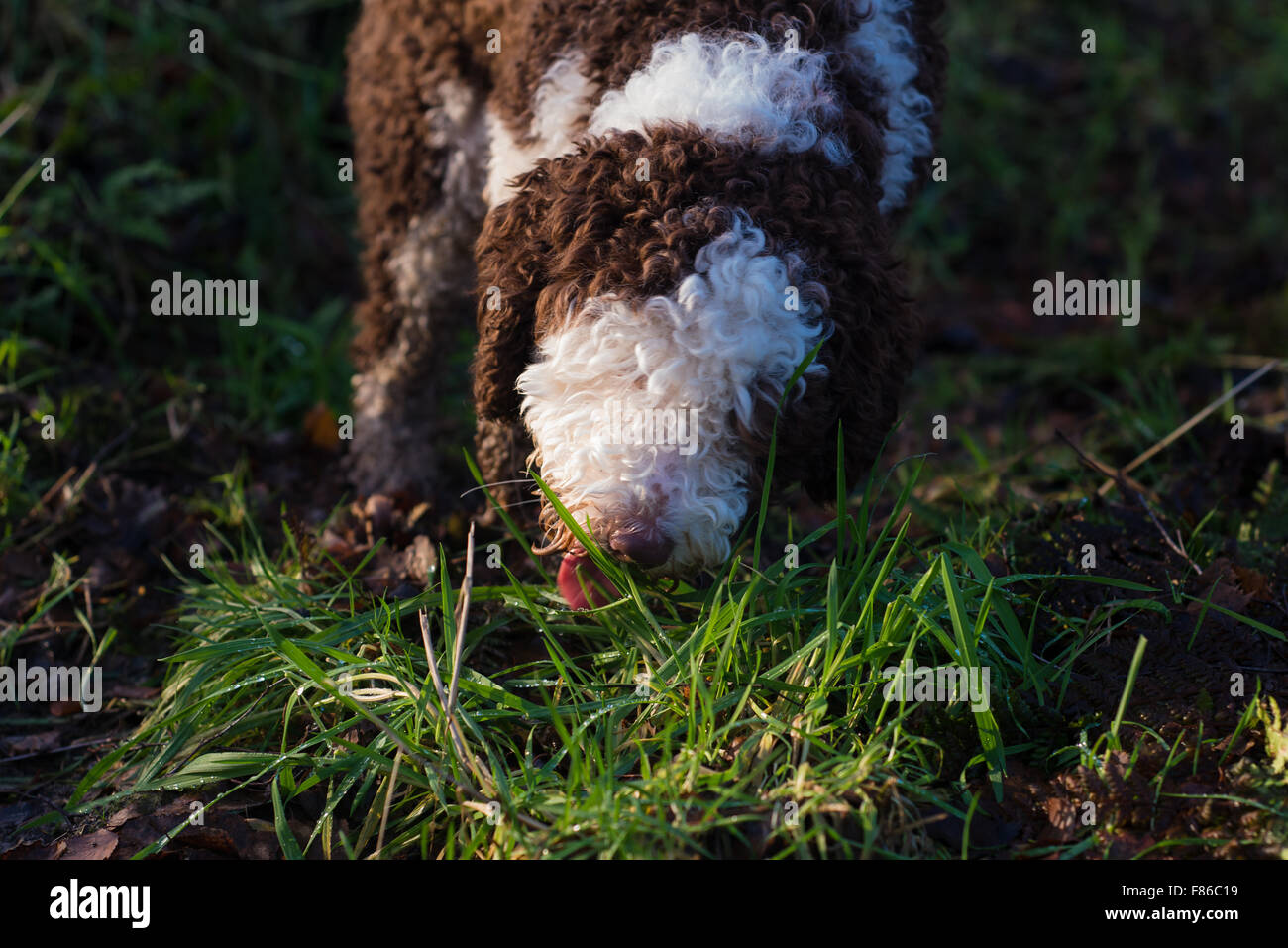 Spanish water dog licking grass Stock Photo Alamy