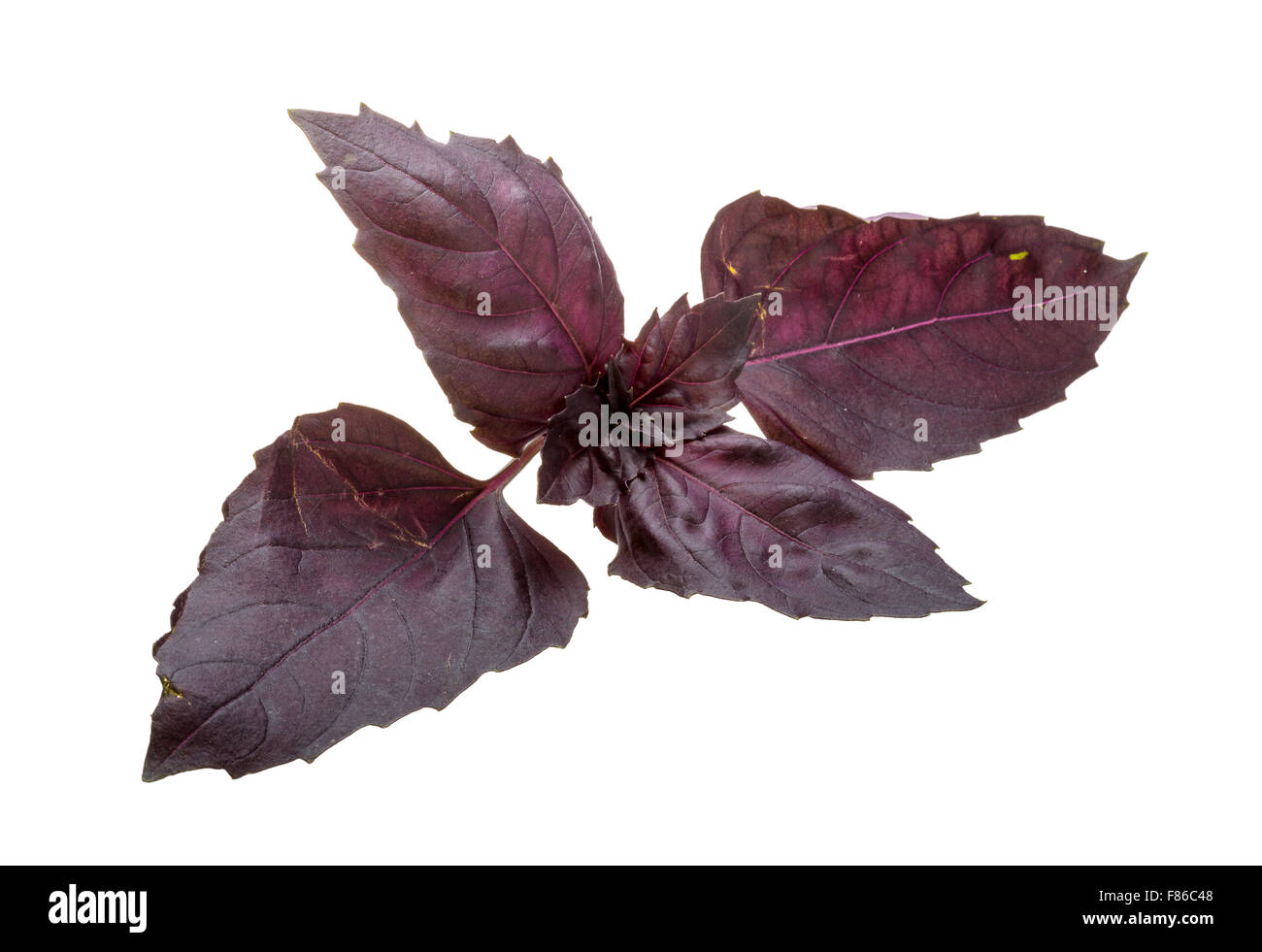 Red basil leaves isolated on white Stock Photo - Alamy