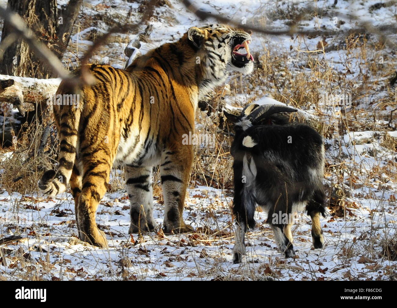 Safari Park in Shkotovo: a corner of unity with nature 53 Safari Park in Shkotovo: a corner of unity with nature 68