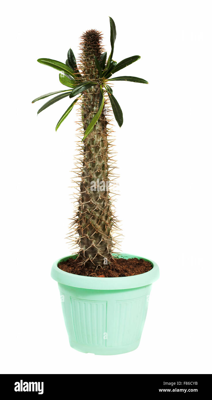 Pachypodium cactus in pot. Isolated on white background Stock Photo - Alamy