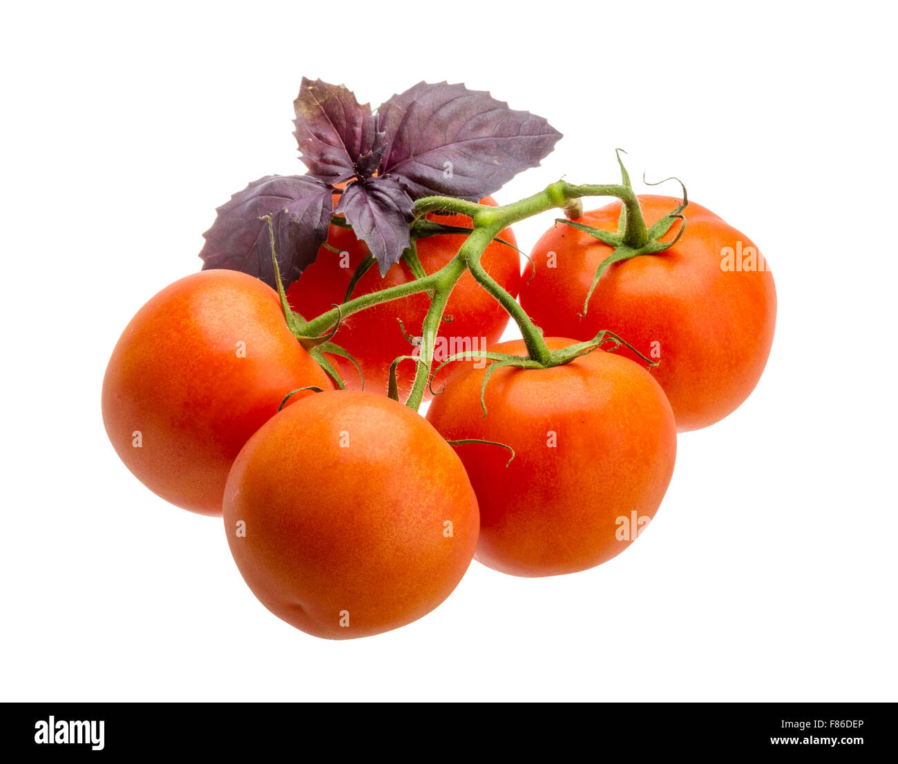 Ripe red Tomatoes on the branch Stock Photo - Alamy