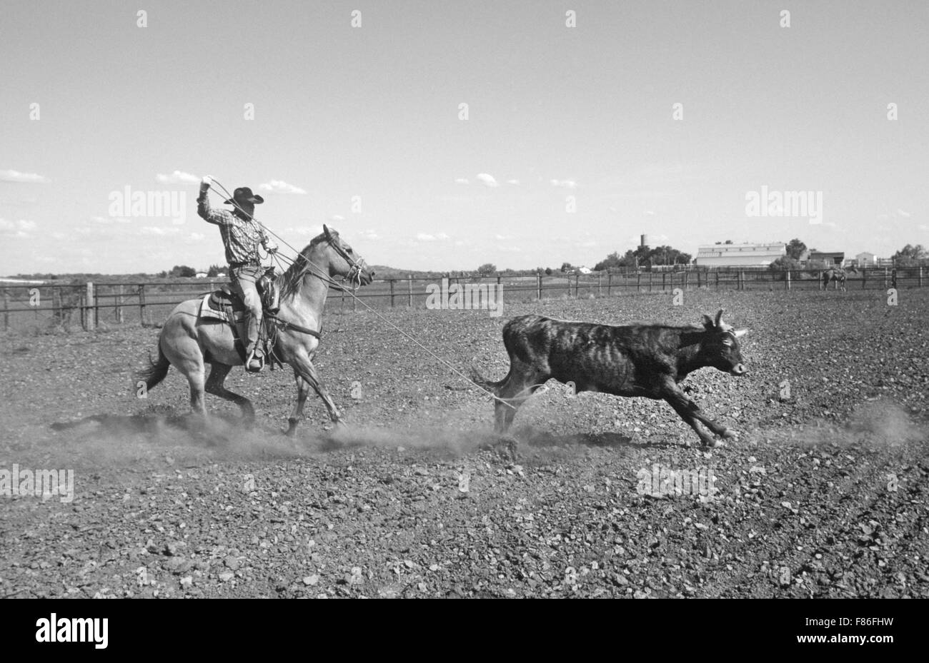 A cowboy practices heeling, catching a cow by its hind legs with a rope