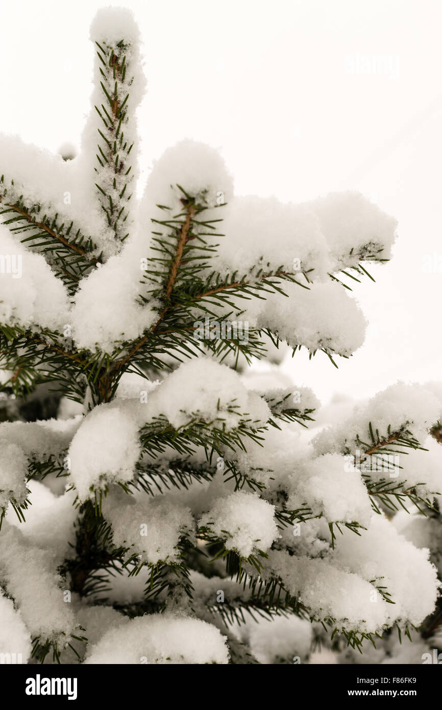 Fresh winter snow covers the pine needles and branches of a green pine ...