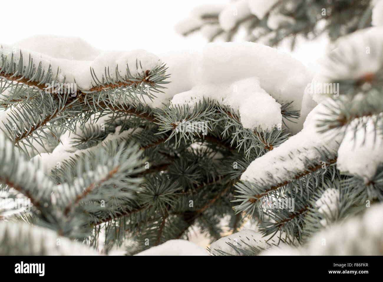 Fresh winter snow covers the pine needles and branches of a green pine or fir tree in the winter season Stock Photo