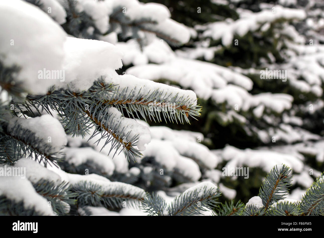 Fresh winter snow covers the pine needles and branches of a green pine ...