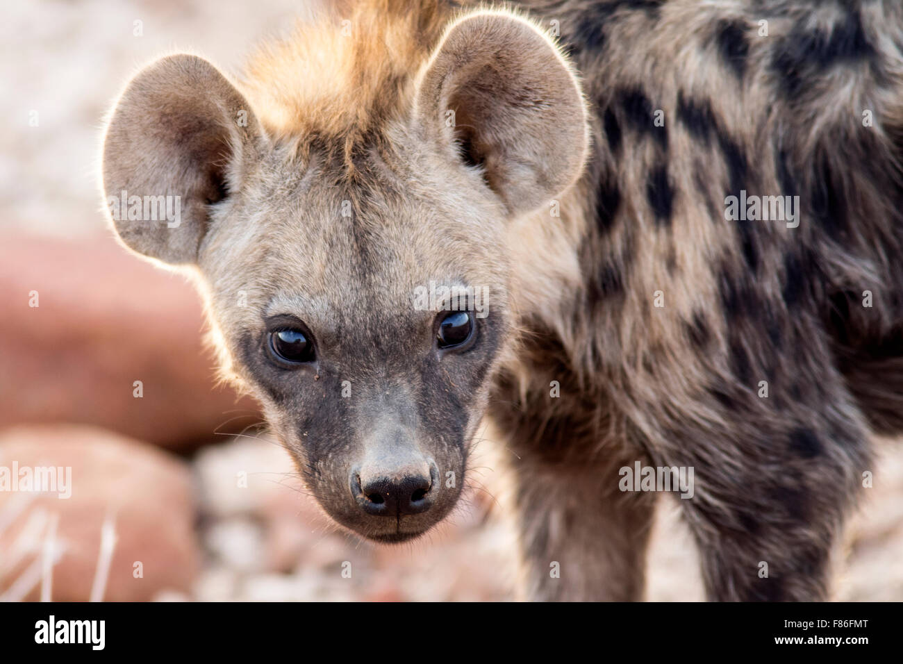 Spotted Hyena (Crocuta crocuta) - Desert Rhino Camp, Namibia, Africa Stock Photo