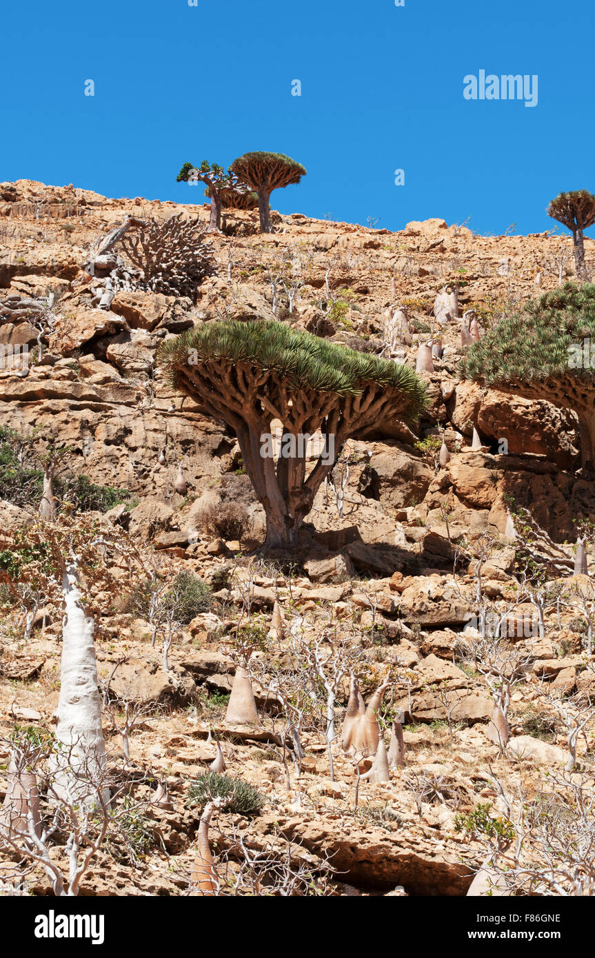 Socotra, Yemen, Middle East, nature and landscape: overview of the Dragon Blood Trees forest in Homhil Plateau, unique biodiversity Stock Photo