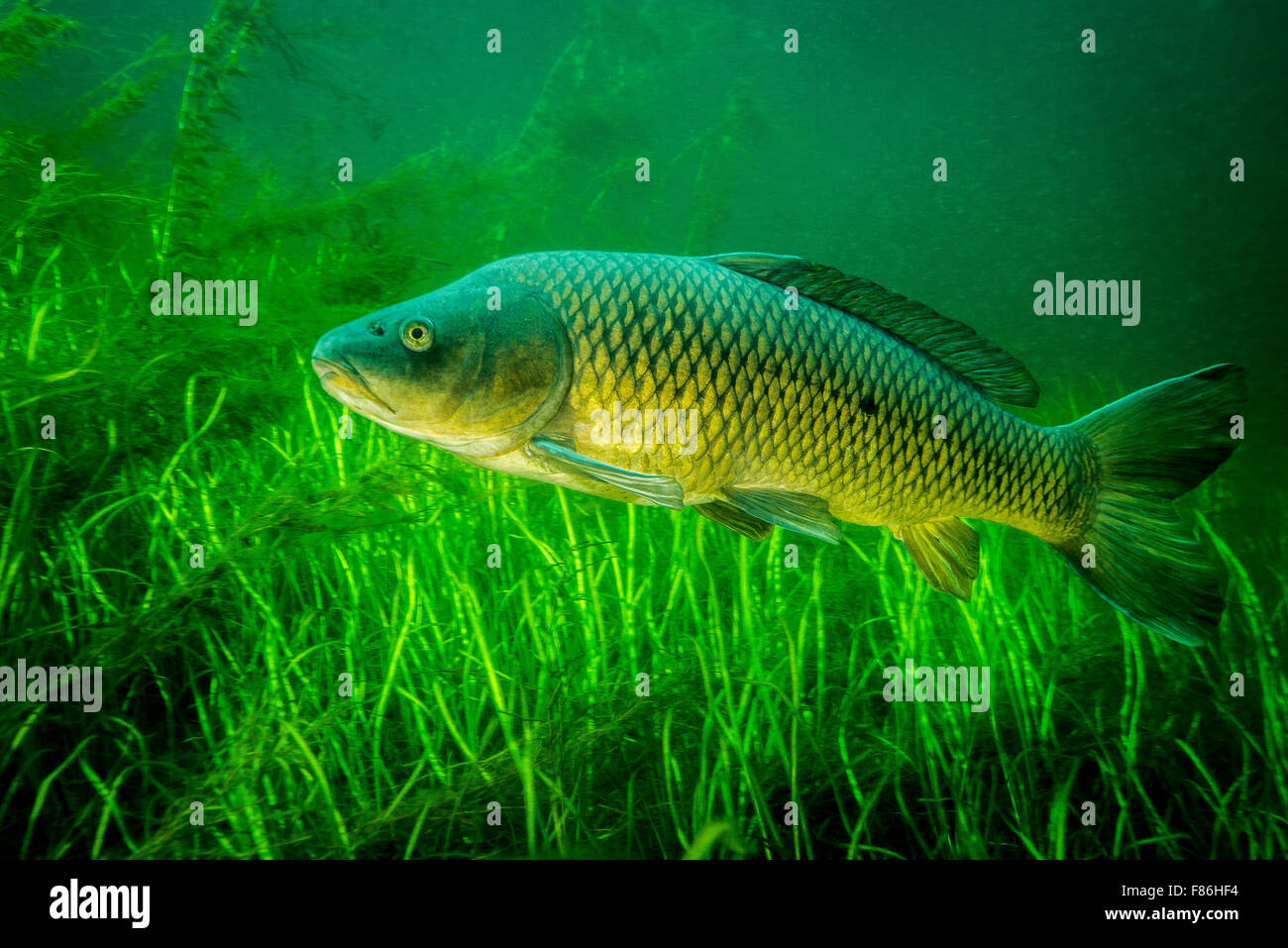 Common Carp (cyprinus Carpio) High Resolution Stock Photography and