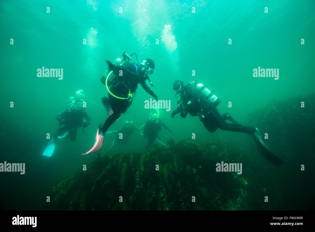 Scuba divers underwater in the St. Lawrence River Stock Photo Alamy