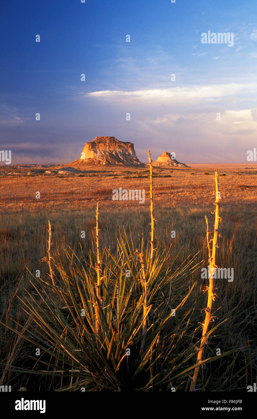 Yucca plants and Pawnee Buttes, Pawnee National Grassland, Colorado USA Stock Photo