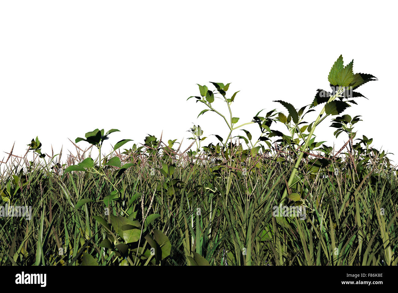 green grass isolated on white background Stock Photo - Alamy
