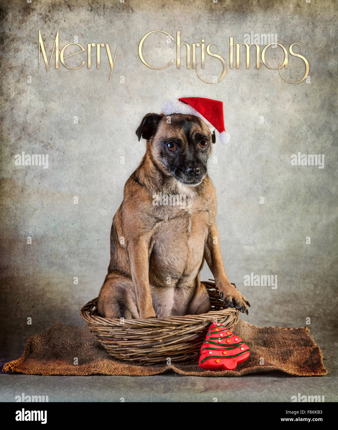 Pug Cross High Resolution Stock Photography and Images - Alamy
