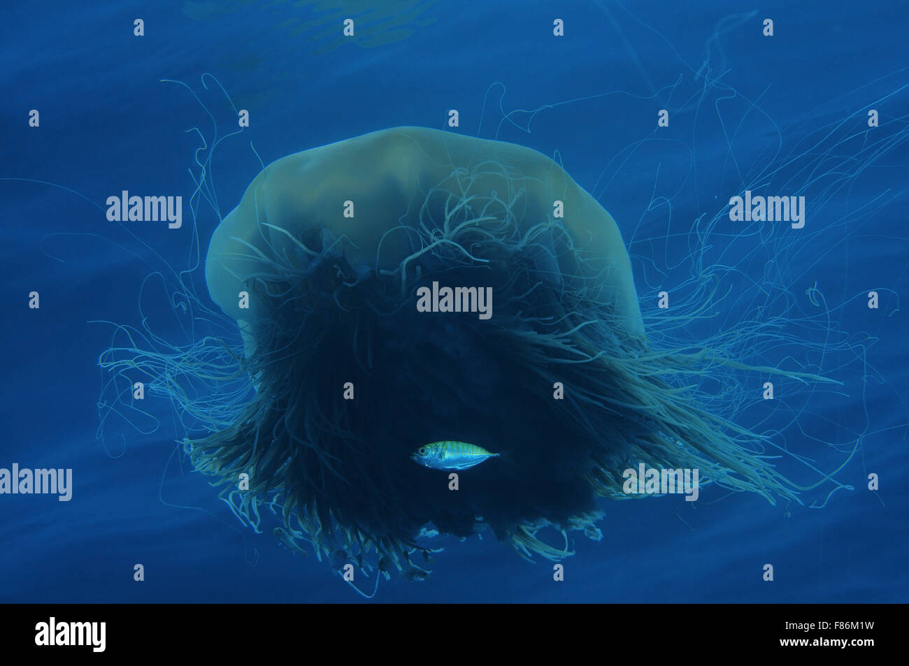 Oct. 15, 2014 - South China Sea, Malaysia - Lion's mane jellyfishÐ± giant jellyfish or the hair jelly (Cyanea capillata, Cyanea arctica) South China Sea, Redang Island, Malaysia, Asia (Credit Image: © Andrey Nekrasov/ZUMA Wire/ZUMAPRESS.com) Stock Photo