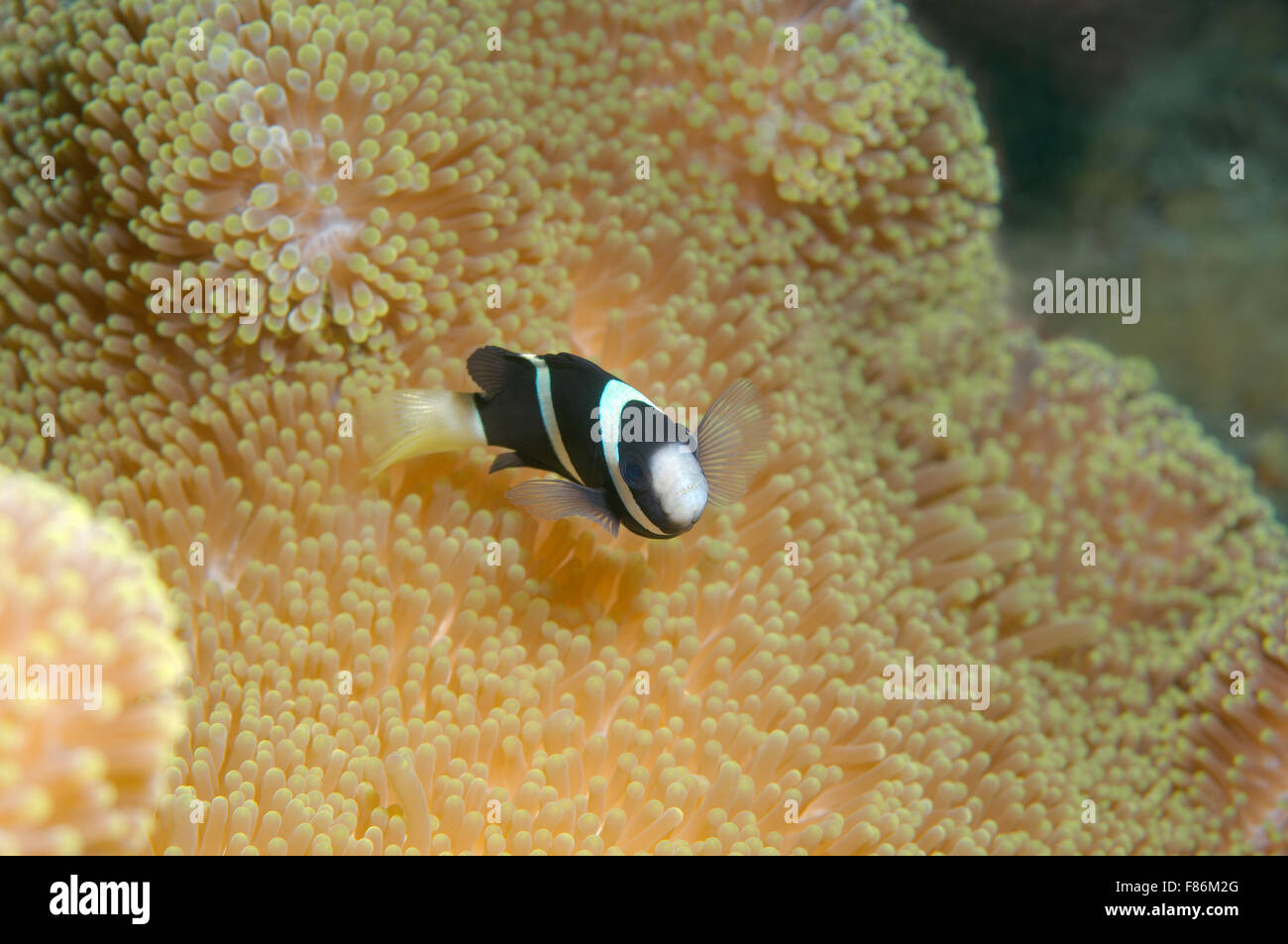 Sept. 3, 2008 - South China Sea, Malaysia - Sebae clownfish (Amphiprion sebae) South China Sea, Redang Island, Malaysia, Asia (Credit Image: © Andrey Nekrasov/ZUMA Wire/ZUMAPRESS.com) Stock Photo