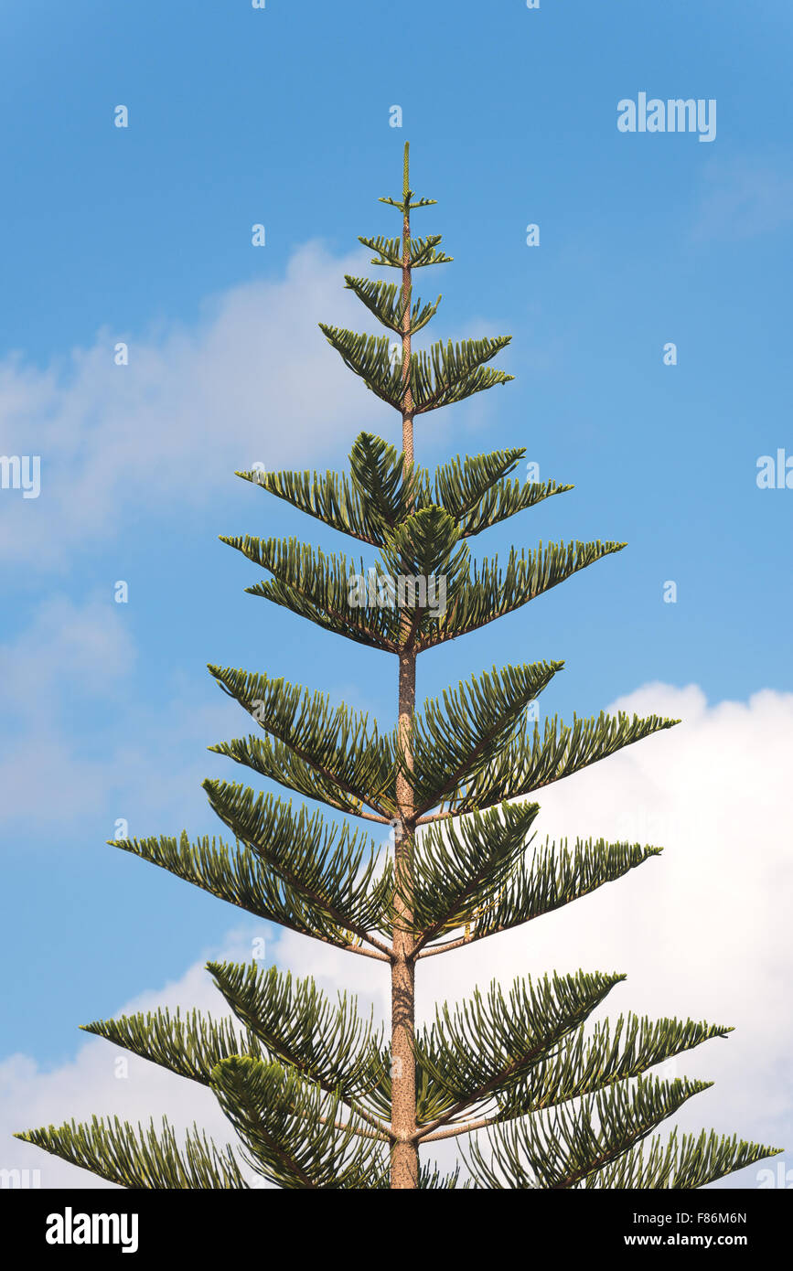 Tree against the blue sky with clouds Stock Photo - Alamy