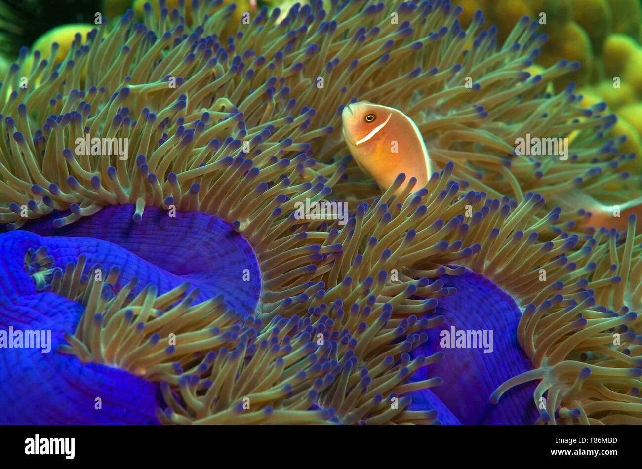 Skunk Fish Pink skunk clownfish or pink anemonefish (Amphiprion perideraion) South ...