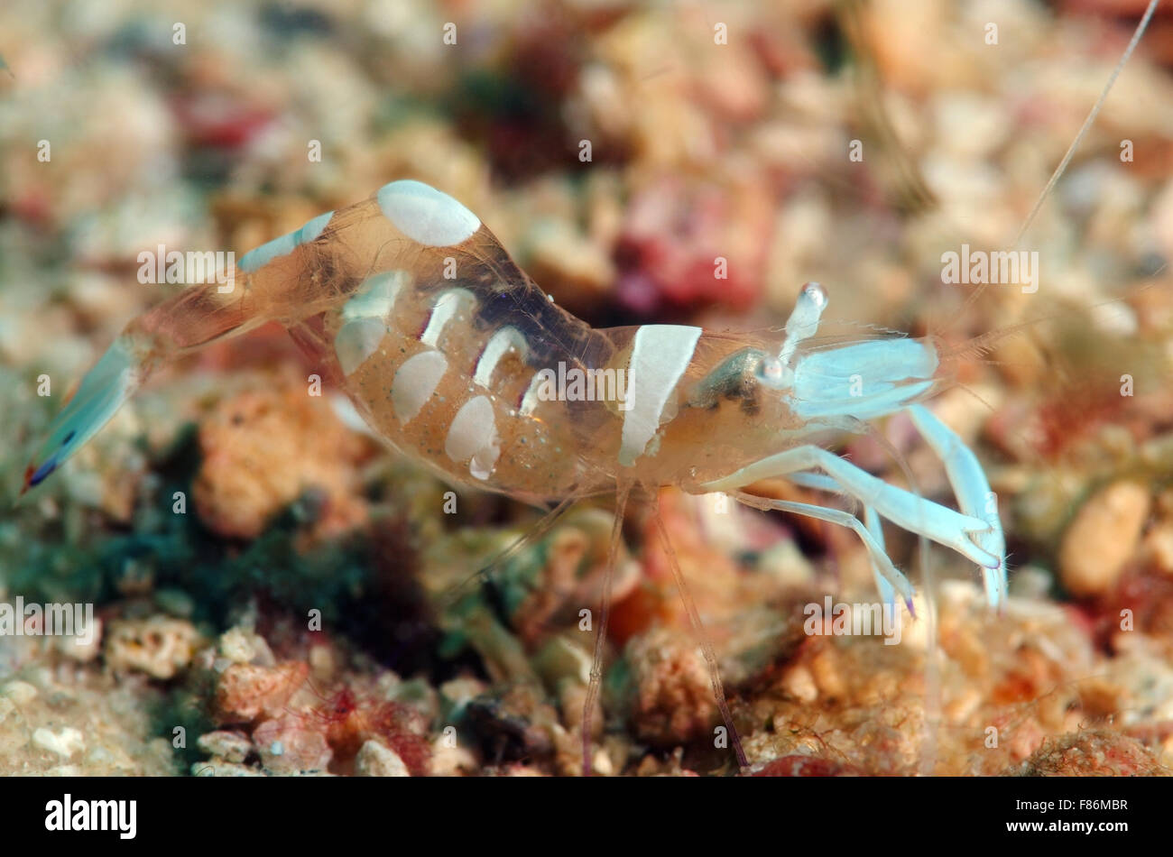 Magnificent shrimp or Anemone shrimp (Ancylomenes magnificus), Malaysia, island Redang Stock Photo
