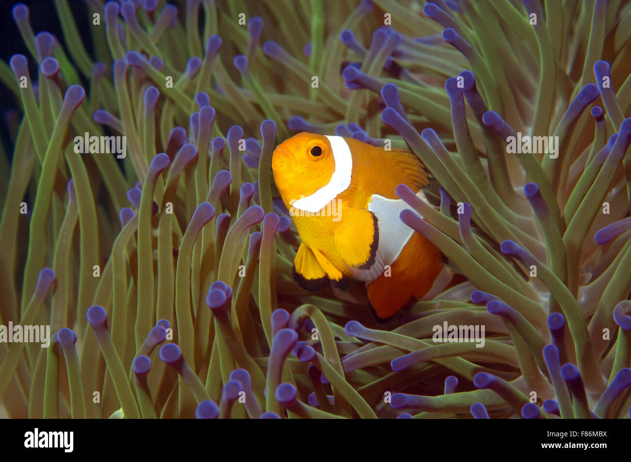 Common false clownfish amphiprion hi res stock photography and images Common false clownfish amphiprion hi res stock photography and images