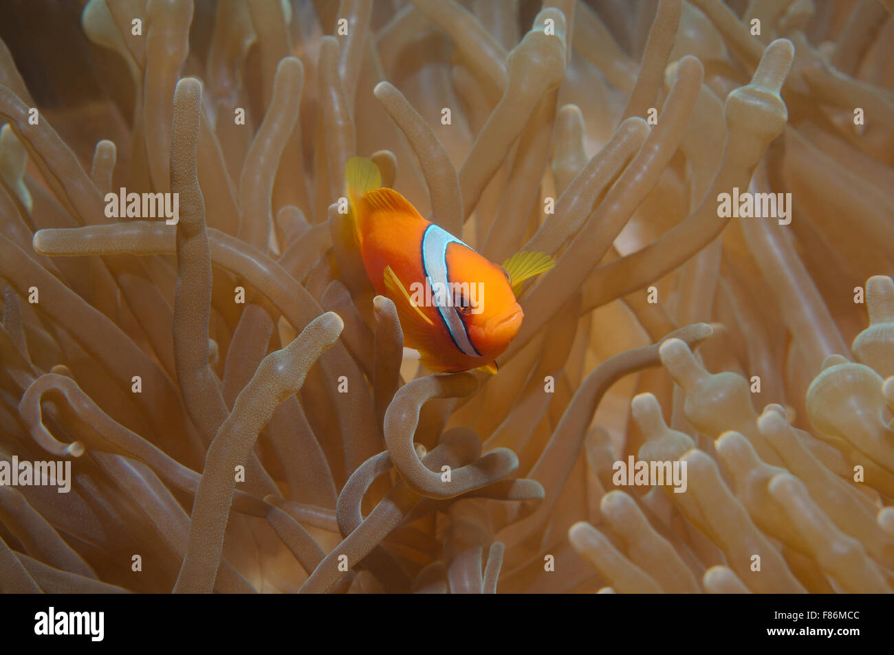 Australian clownfish or red anemonefish (Amphiprion rubrocinctus) South China Sea, Redang Island, Malaysia, Asia Stock Photo