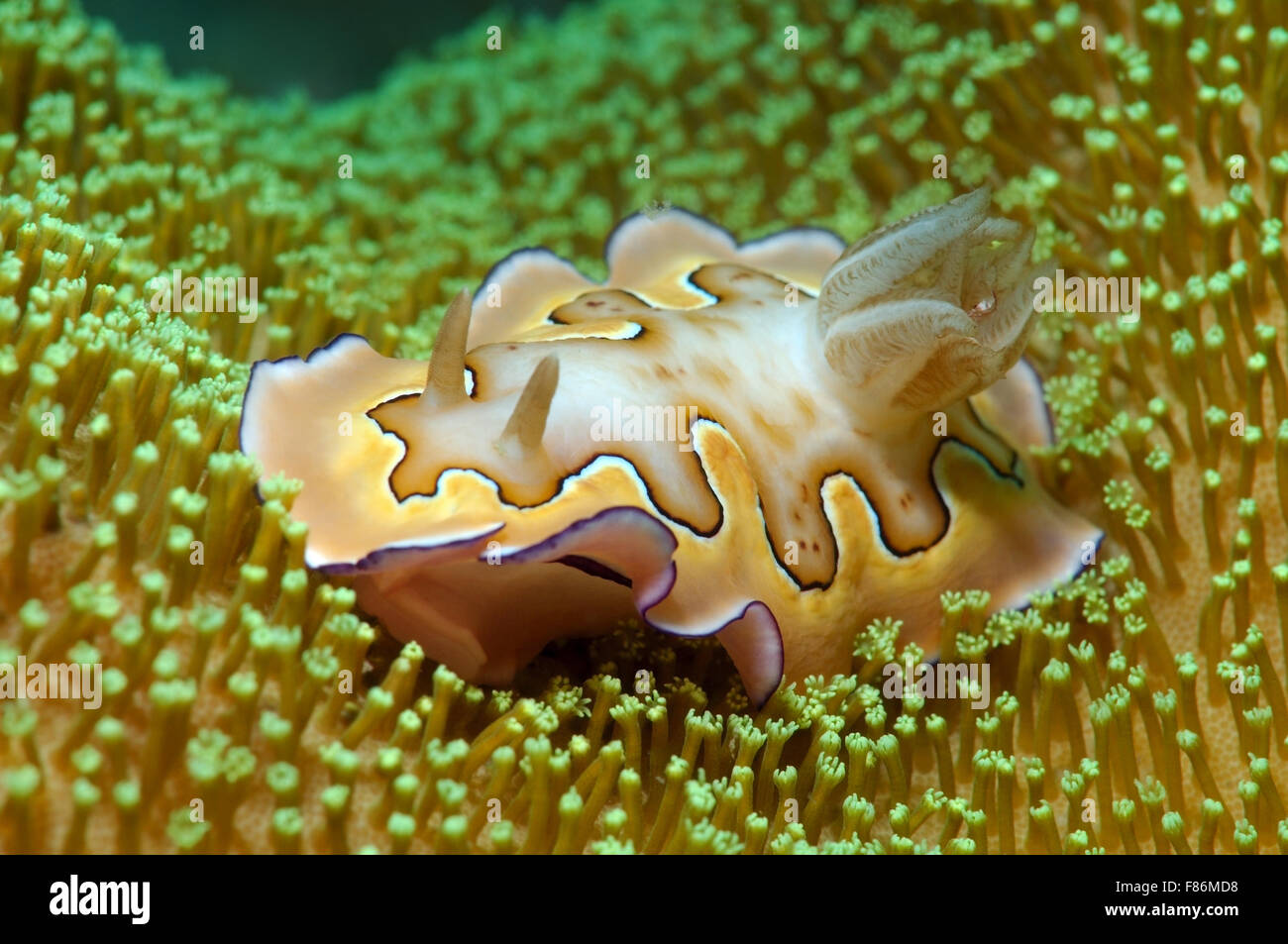nudibranch or sea slug Co's Goniobranchus (Chromodoris coi) South China Sea, Redang, Malaysia, Asia Stock Photo
