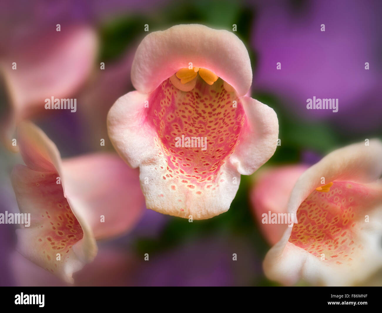 Close up of Foxglove flowers. Stock Photo