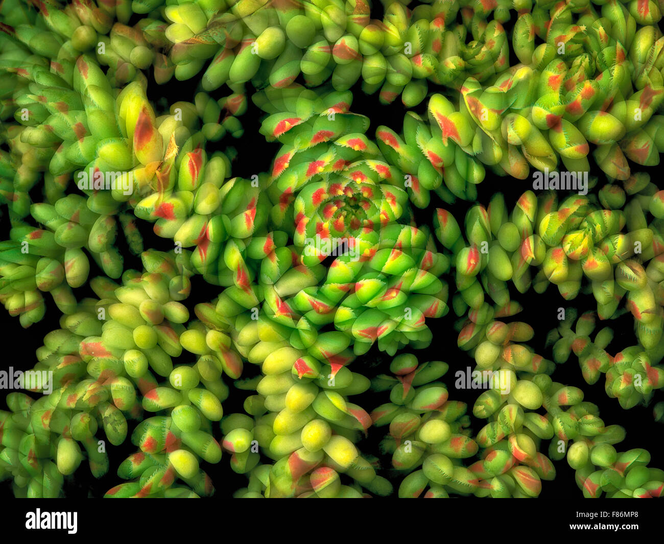 Close up of Sedum - Donkey's Tail, and another succulent. This image is a composite of two photographs. Stock Photo