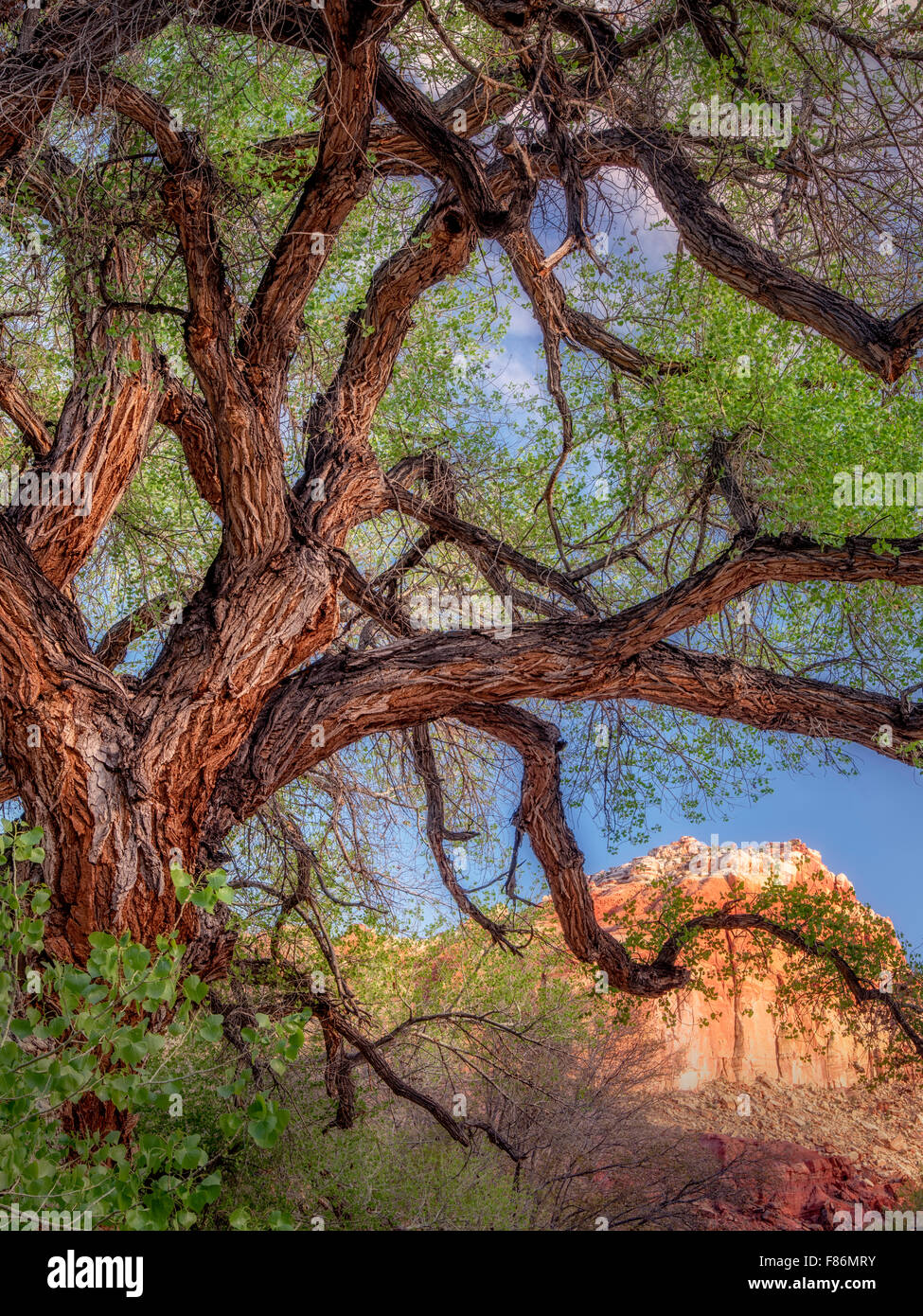 Old cottonwood tree hires stock photography and images Alamy