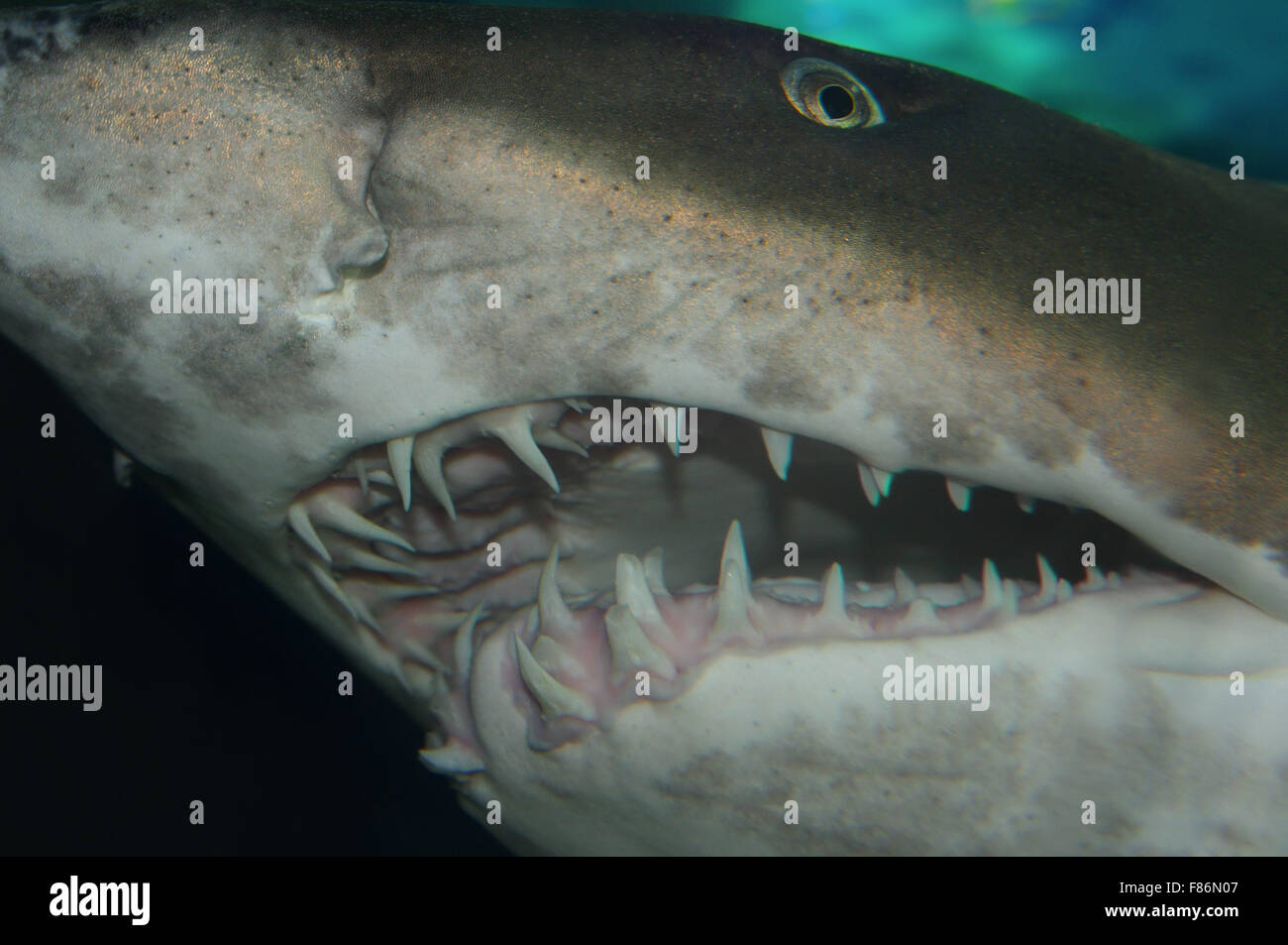 Oct. 15, 2014 - South China Sea, Malaysia - Portrait sand tiger shark, grey nurse shark, spotted ragged-tooth shark, or blue-nurse sand tiger (Carcharias taurus) .South China Sea, Redang, Malaysia, Asia (Credit Image: © Andrey Nekrasov/ZUMA Wire/ZUMAPRESS.com) Stock Photo