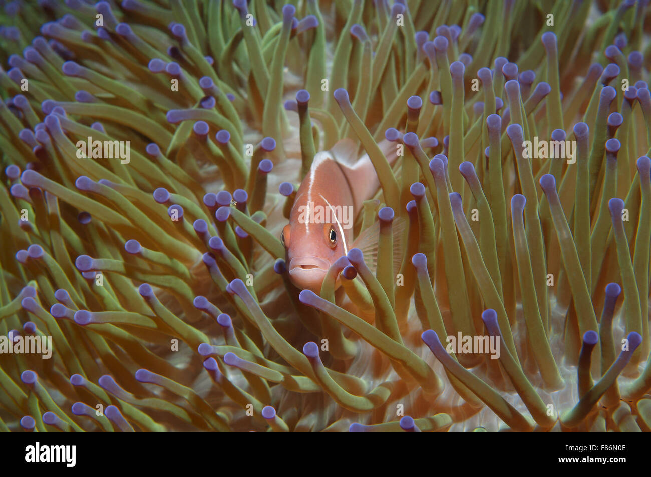 Oct. 15, 2014 - South China Sea, Malaysia - Pink skunk clownfish or pink anemonefish (Amphiprion perideraion) South China Sea, Redang, Malaysia, Asia (Credit Image: © Andrey Nekrasov/ZUMA Wire/ZUMAPRESS.com) Stock Photo