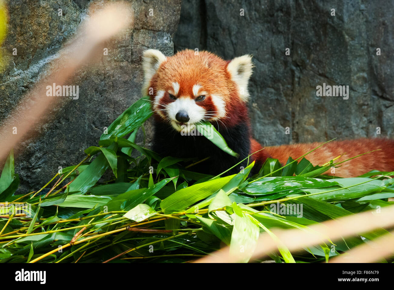 Cute red panda eating bamboo Stock Photo Alamy