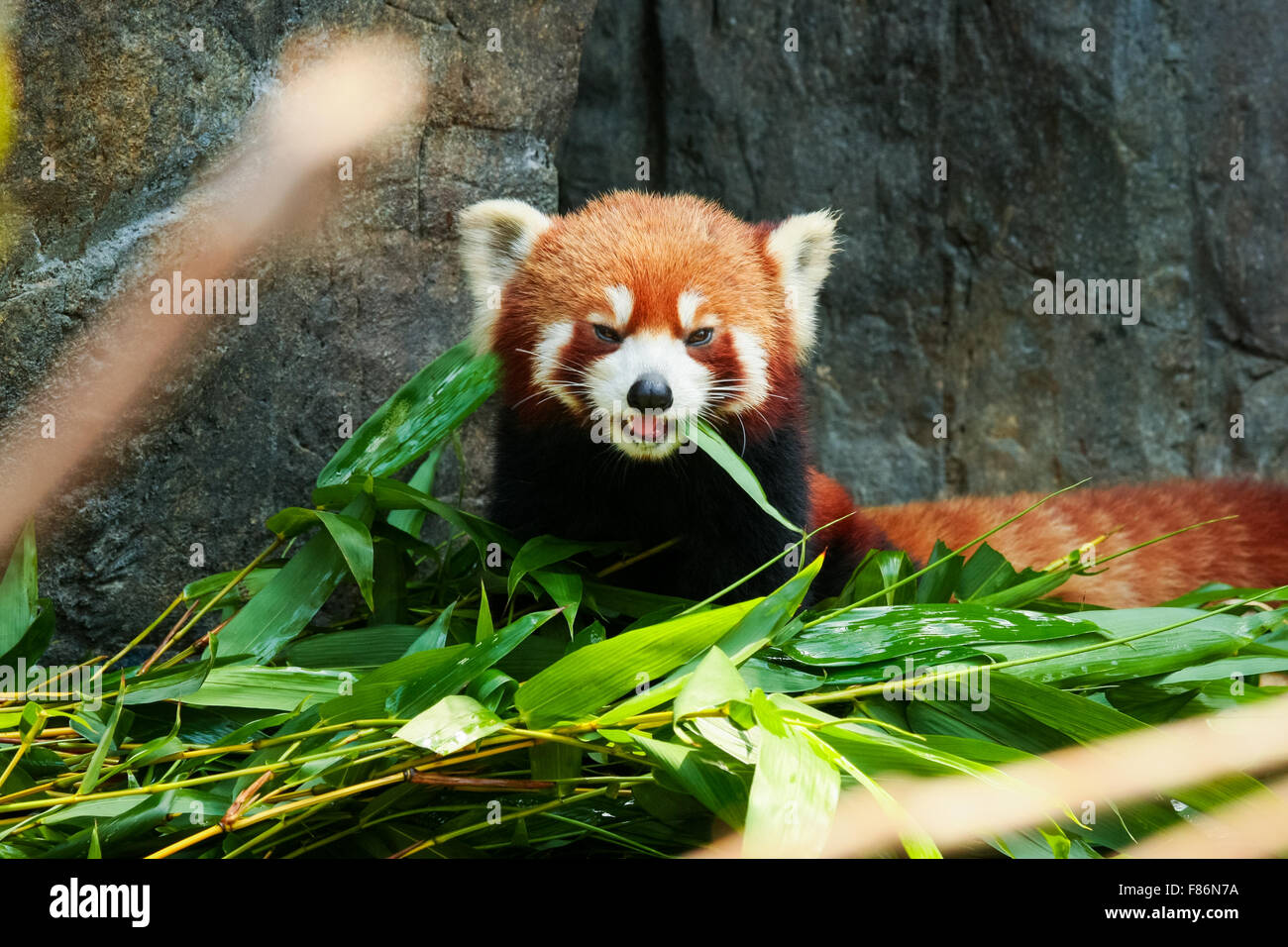 Red panda eating bamboo hi-res stock photography and images - Alamy