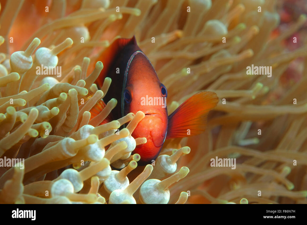 Cinnamon clownfish, red and black anemonefish, black-backed anemonefish or dusky anemonefish (Amphiprion melanopus) South China  Stock Photo