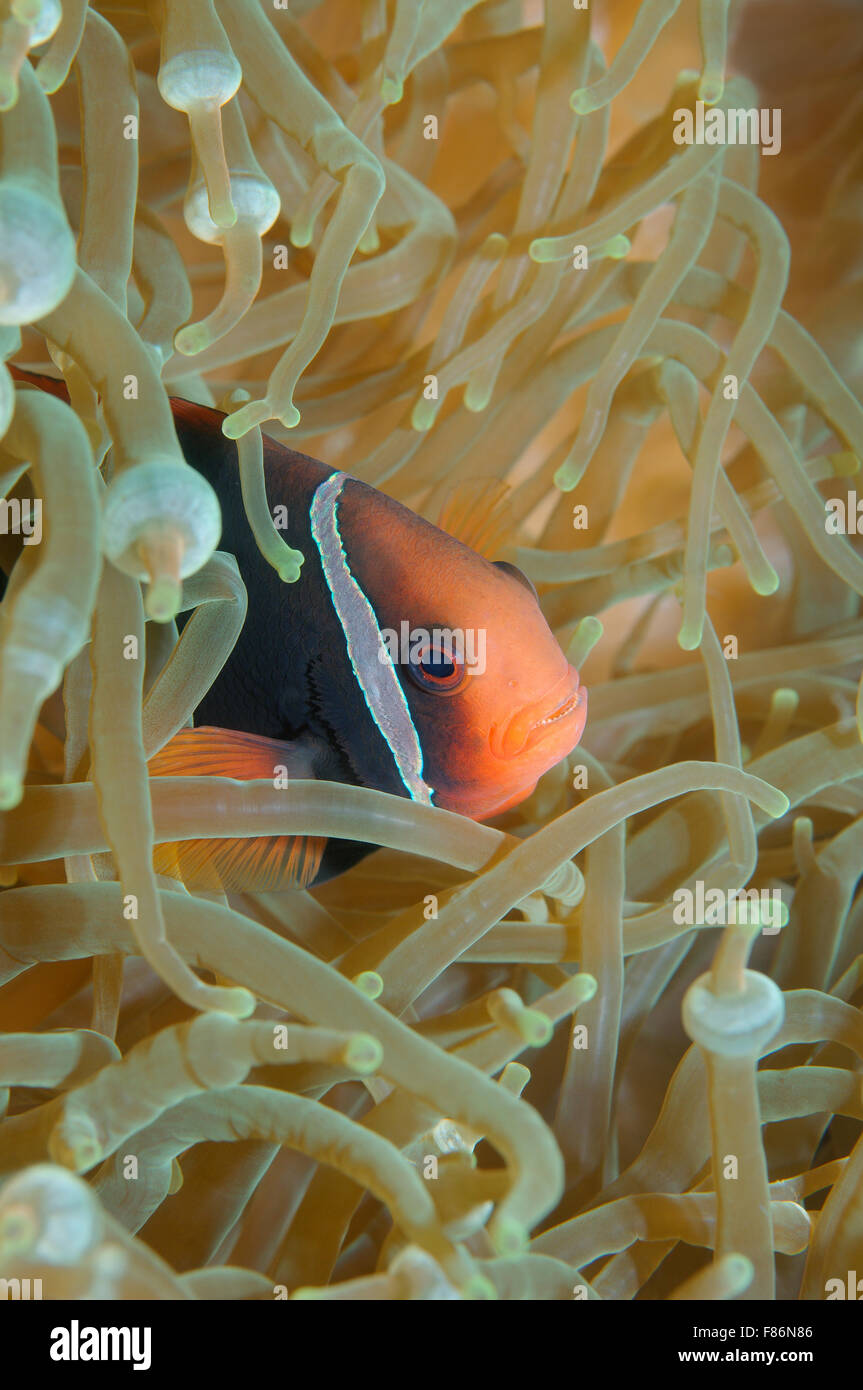 Cinnamon clownfish, red and black anemonefish, black-backed anemonefish or dusky anemonefish (Amphiprion melanopus) South China  Stock Photo