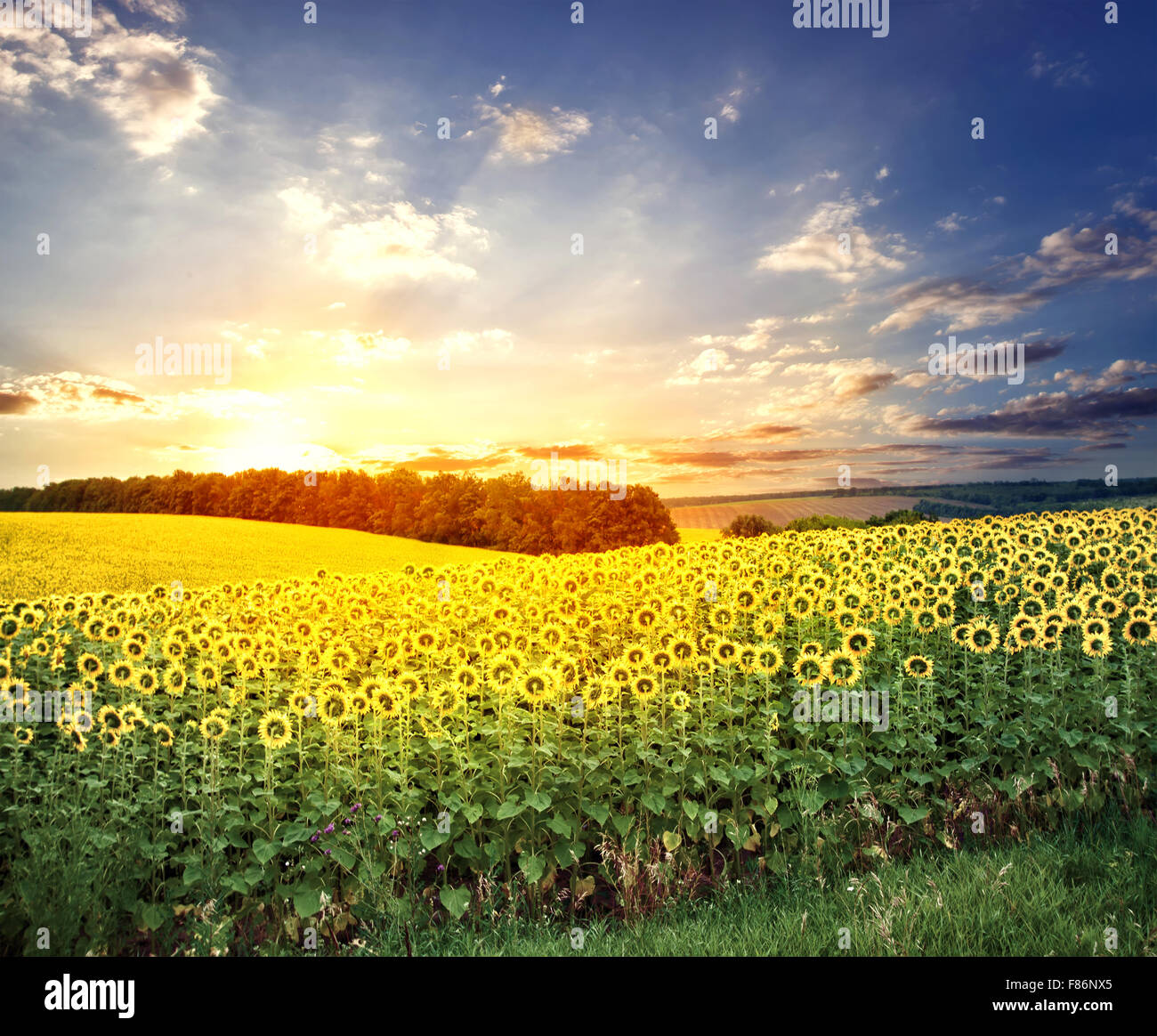 Field of bright sunflowers at sunset Stock Photo - Alamy