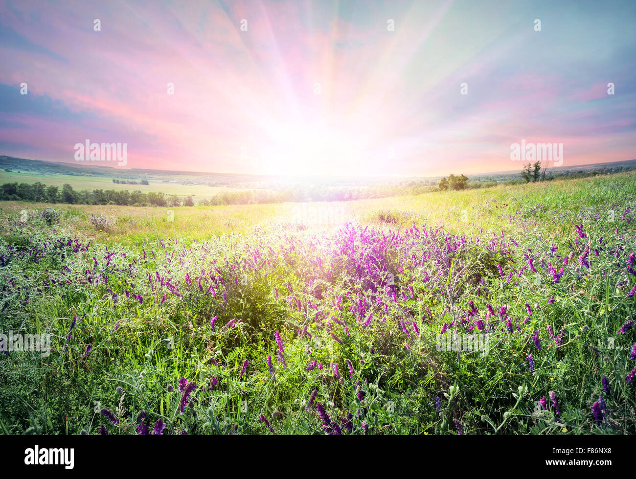 Sunset wildflower hi-res stock photography and images - Alamy