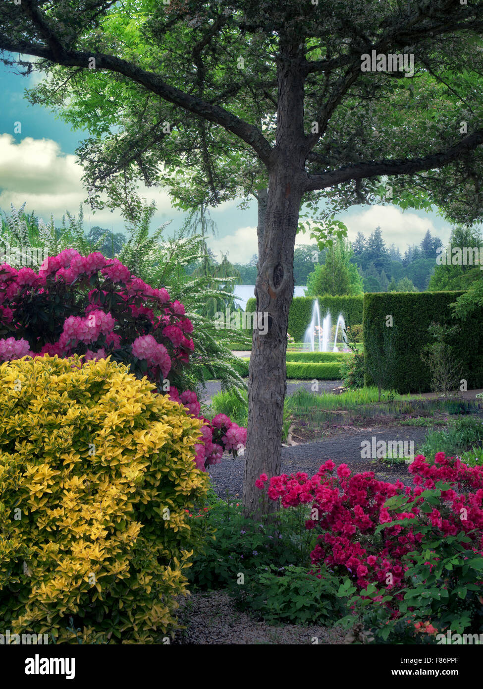 Rhododendrons and water feature. The Oregon Garden. Silverton, Oregon Stock Photo