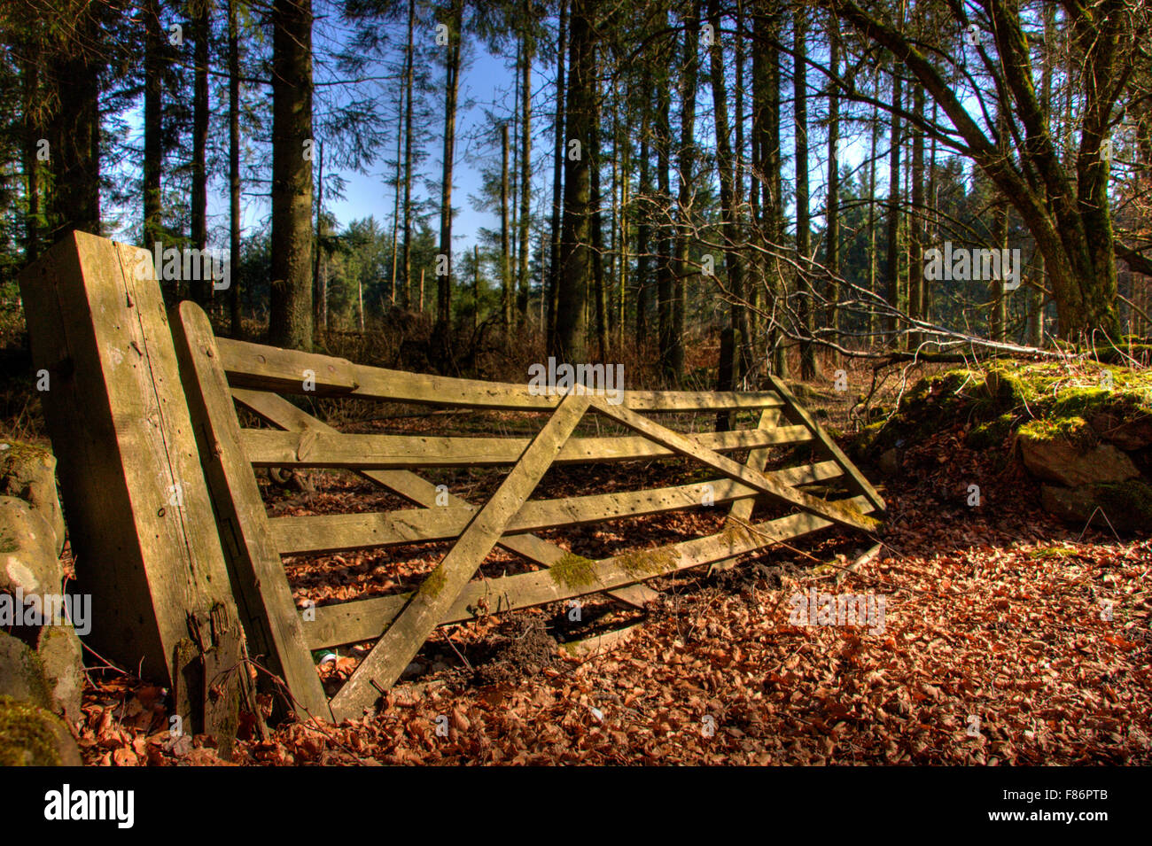beech leaves witness to the fact that no one has used this gate for a long time. Stock Photo