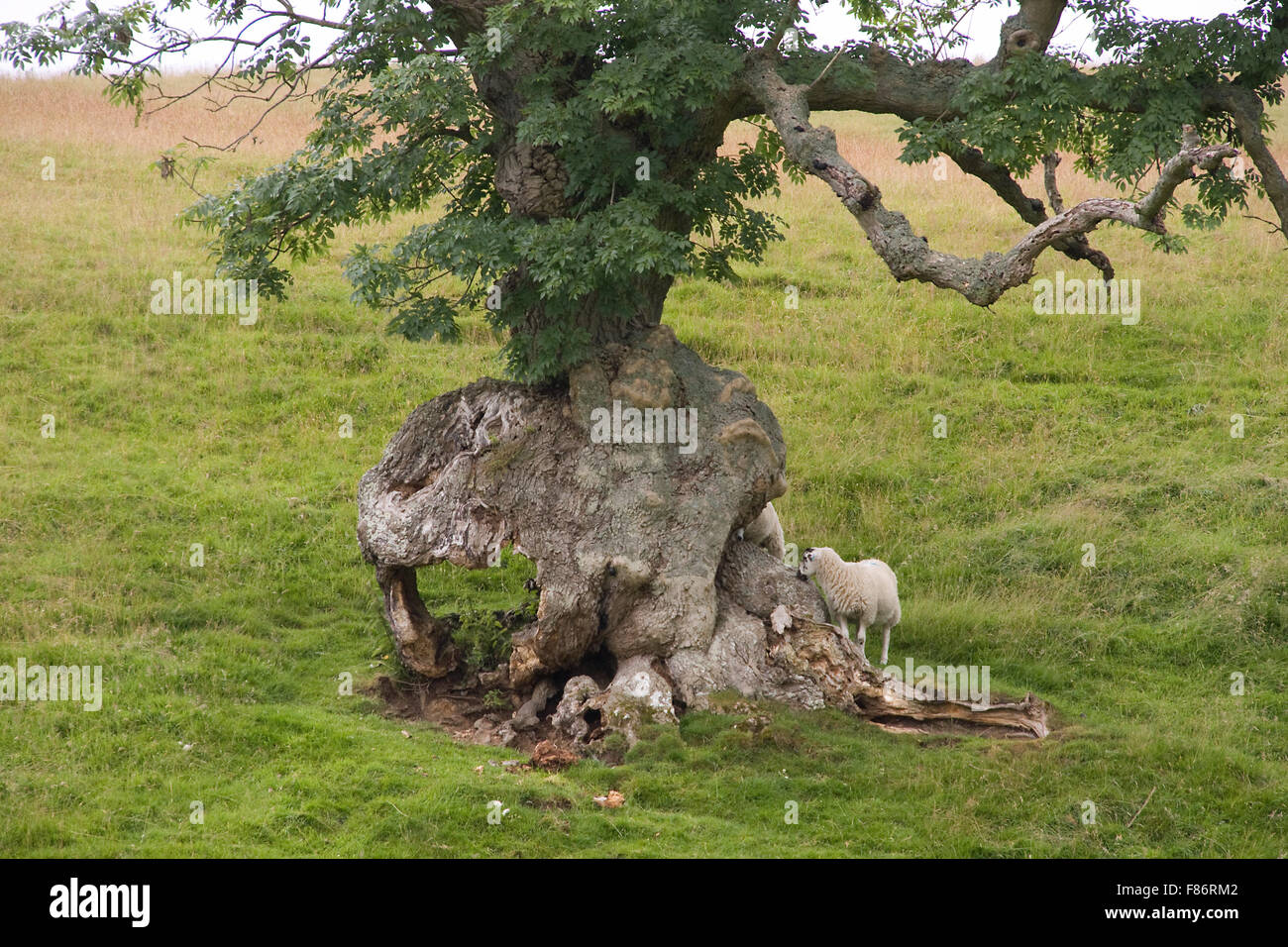 old tree with roots exposed and sheep Stock Photo