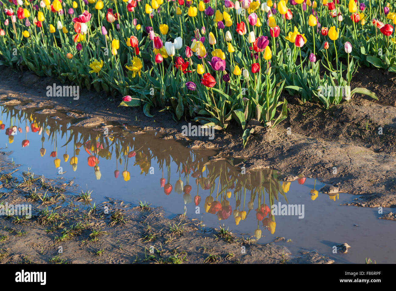 Rows of tulip flowers at a family farm with the flowers reflecting in ...