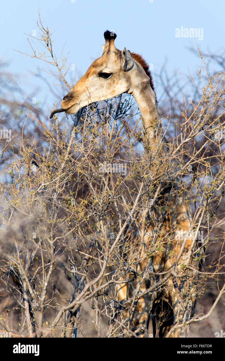 Southern Giraffe (Giraffa camelopardalis) - Etosha National Park, Namibia, Africa Stock Photo