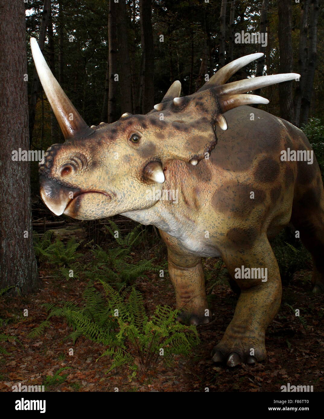 Styracosaurus (spiked lizard) dinosaur, Cretaceous era Lifelike dino statues at  Dinopark Amersfoort Zoo, Netherlands Stock Photo